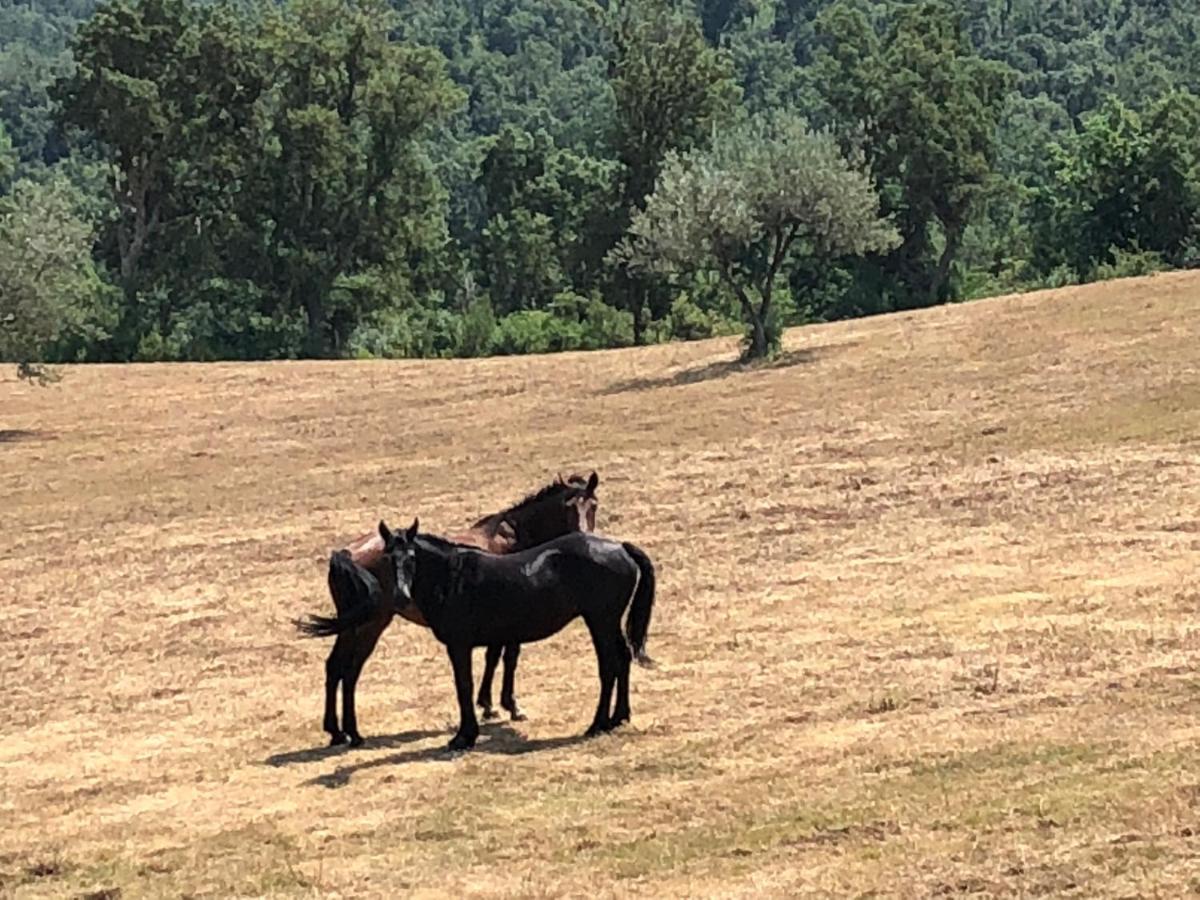 Colle Donatucci *